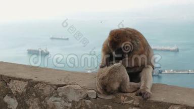 猴子在海边玩。 猕猴坐在水边。 猴子度假时在海景休息。 猴子